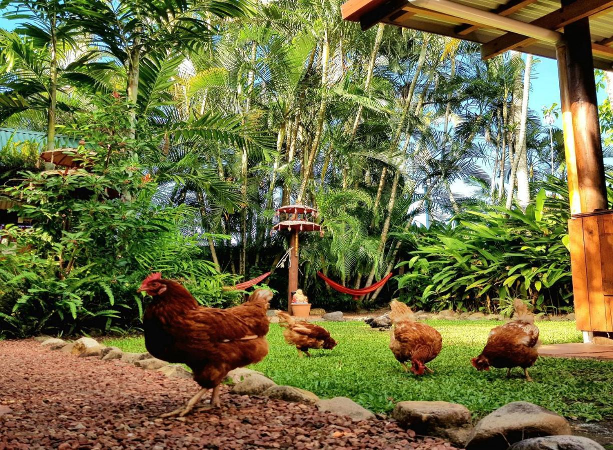 Tropic Days Boutique Hostel Cairns Exterior foto